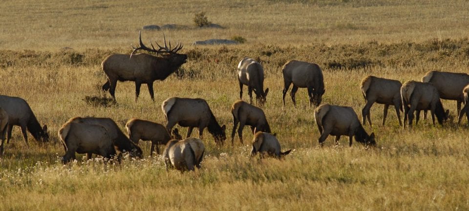 Wildlife Watching Estes Park 