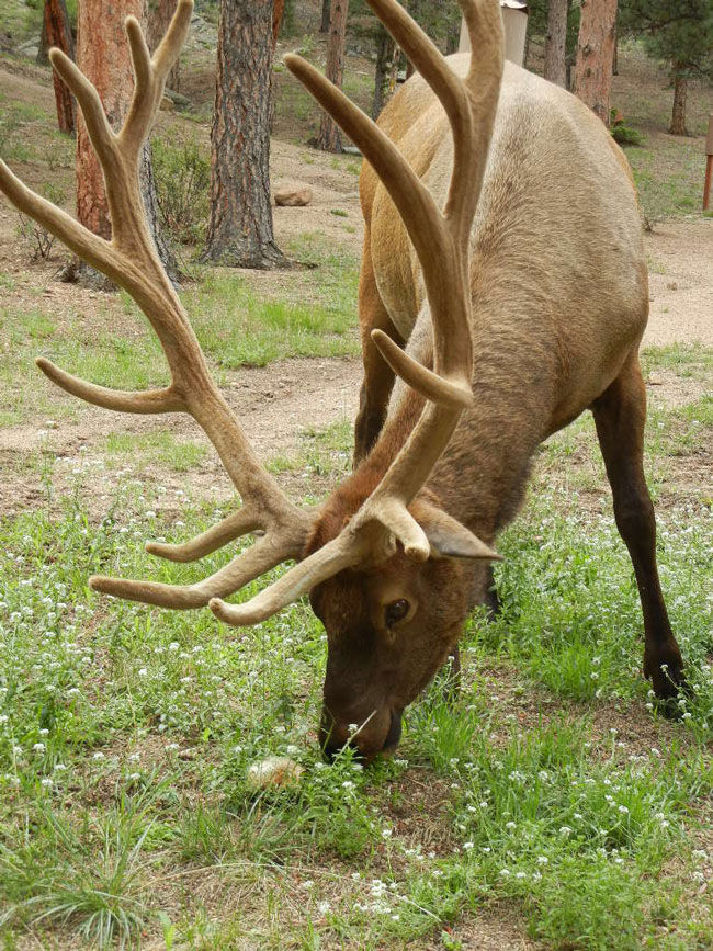 elk-antlers