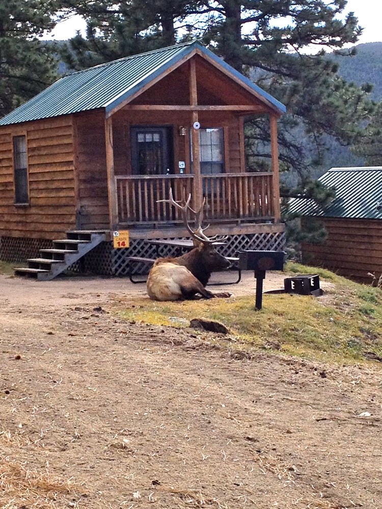 Jellystone Park Of Estes Estes Park Camping