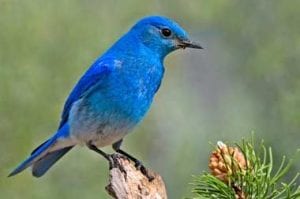 mountain-bluebird