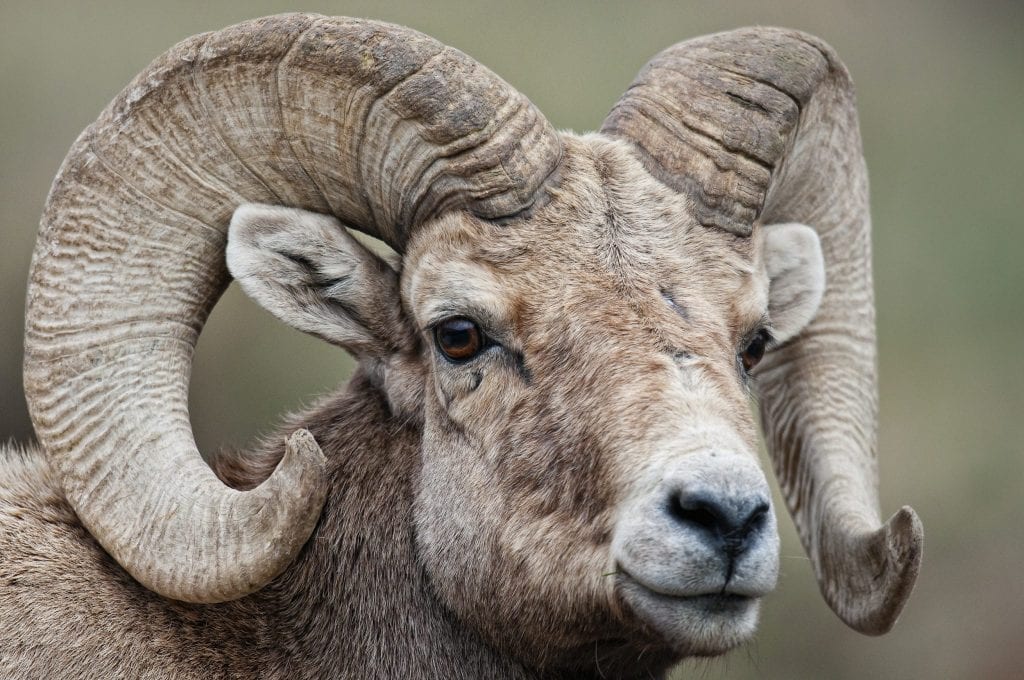 Wildlife Watching - Estes Park