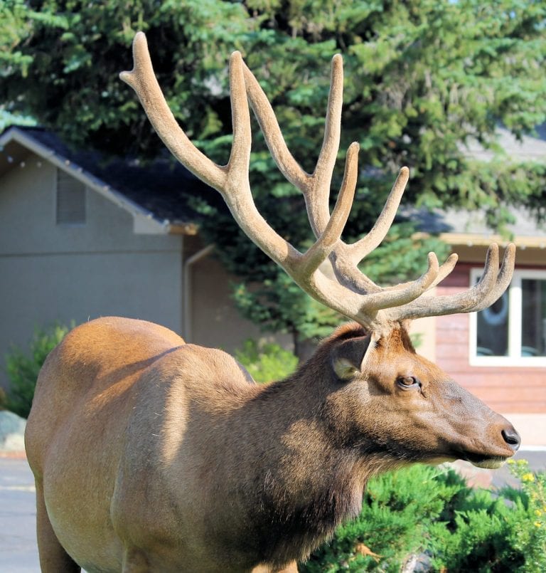 Quality Inn Estes Park Hotel And Resort   Quality Inn Visiting Elk 768x805 