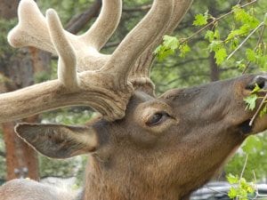 elk-antlers-closeup