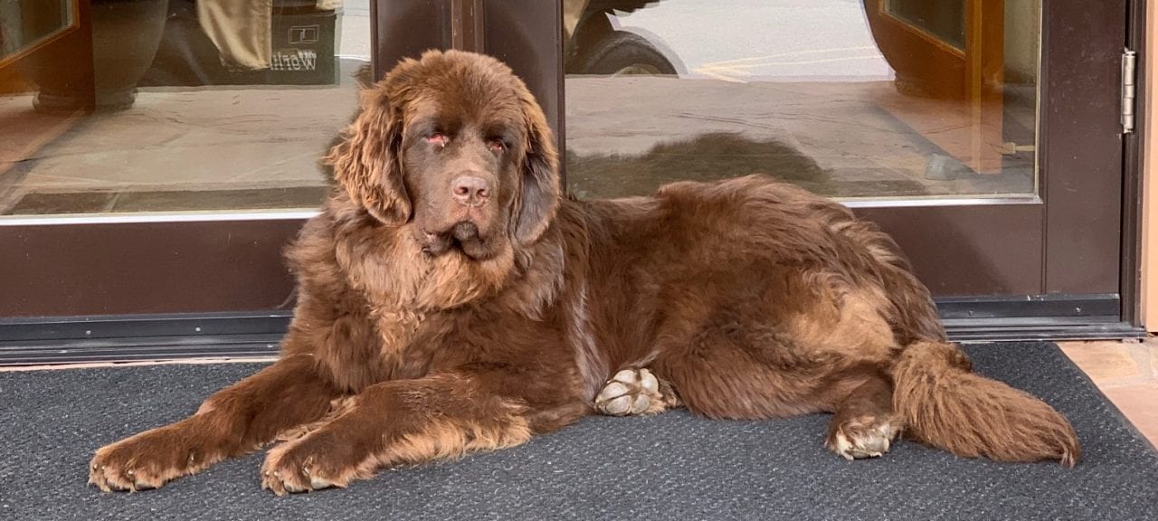 Pet Friendly Hotels in Estes Park How to Find Them