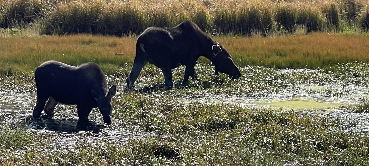 Afternoon in Estes Park Lunch with a View and an Easy Hike Estes Park