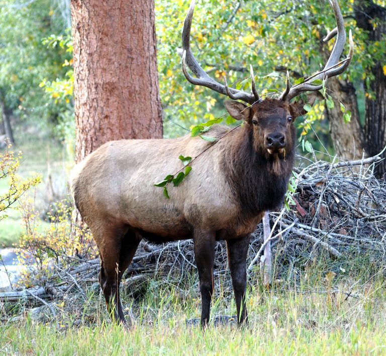 Estes Park Wildwood Inn - luxurious cabins, suites & vacation homes