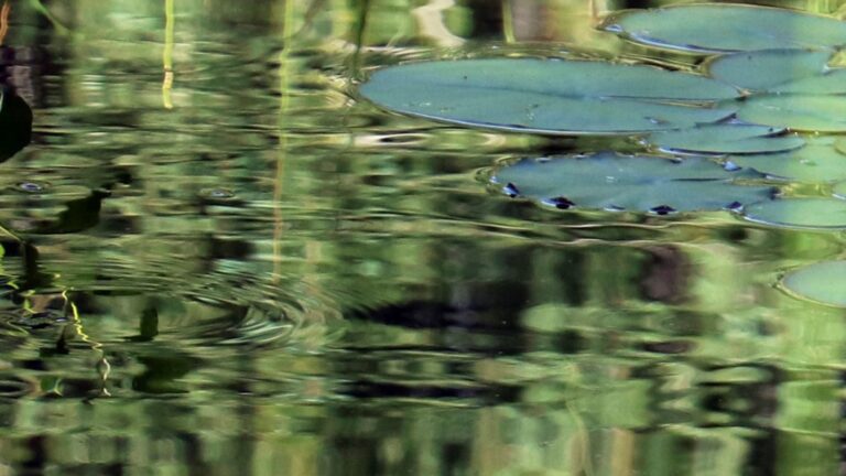 Ripples and lily pads on water