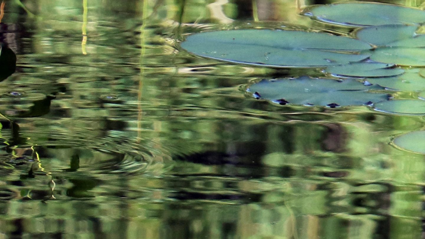 Ripples and lily pads on water